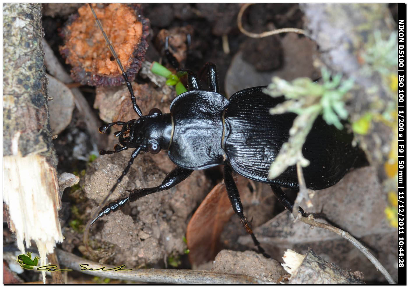 Carabus genei