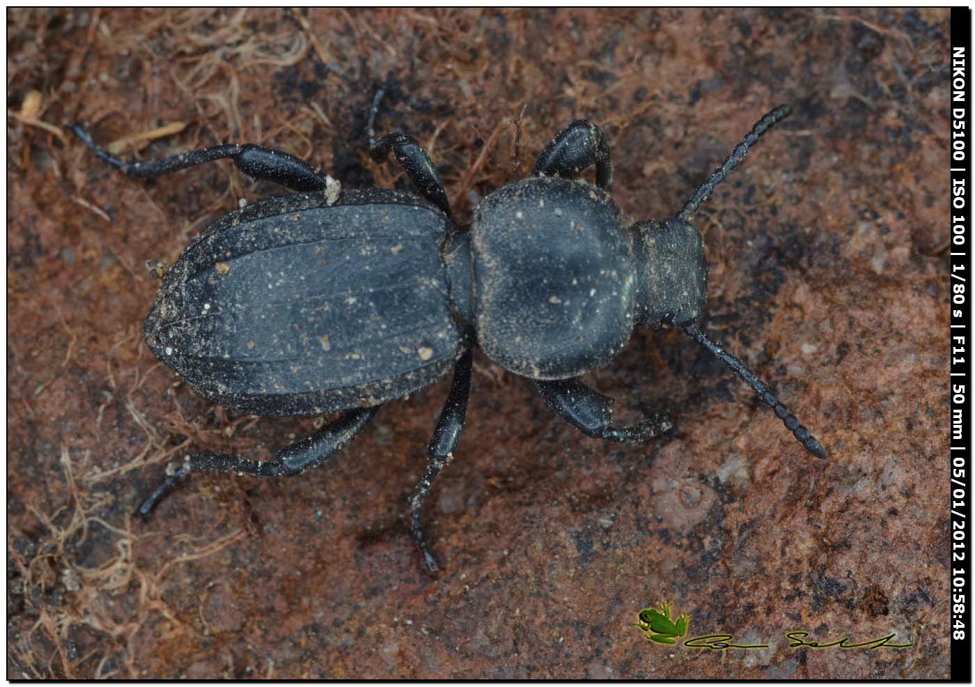 Scaurus striatus, Tenebrionidae