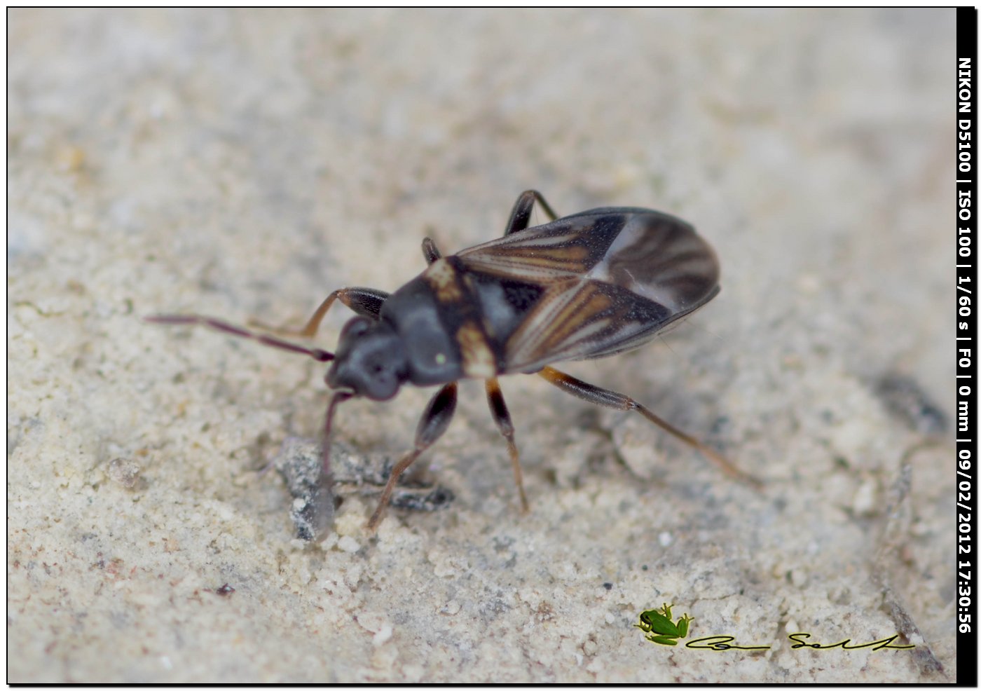 Lygaeidae: Ischnocoris punctulatus da Usini (SS)