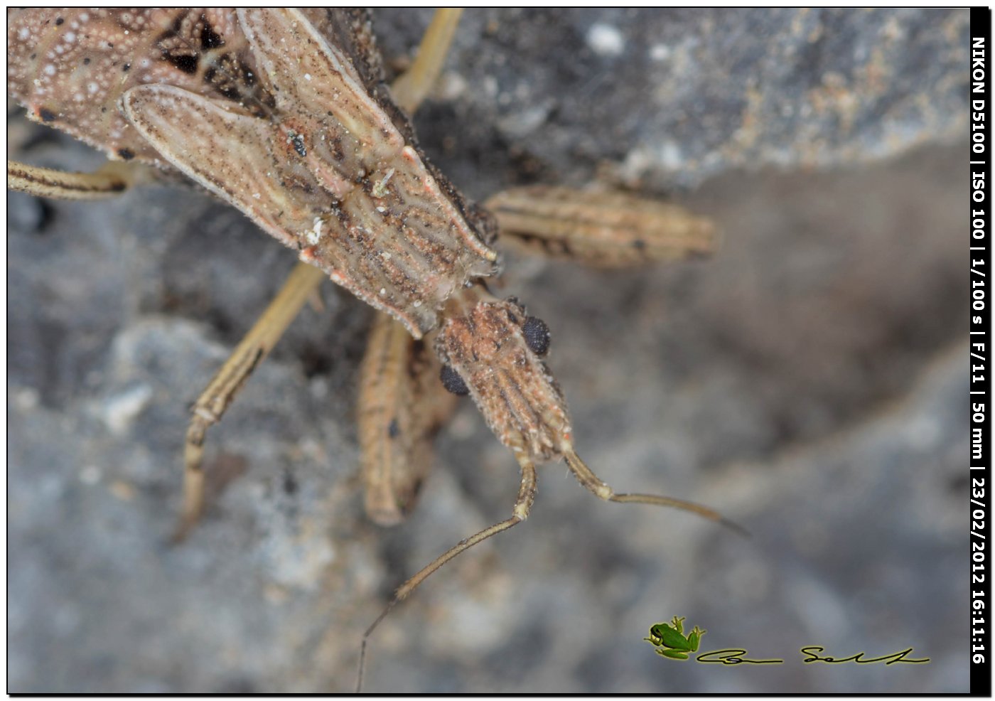 Reduviidae: ninfa di Oncocephalus sp. da Uri (Sardegna)