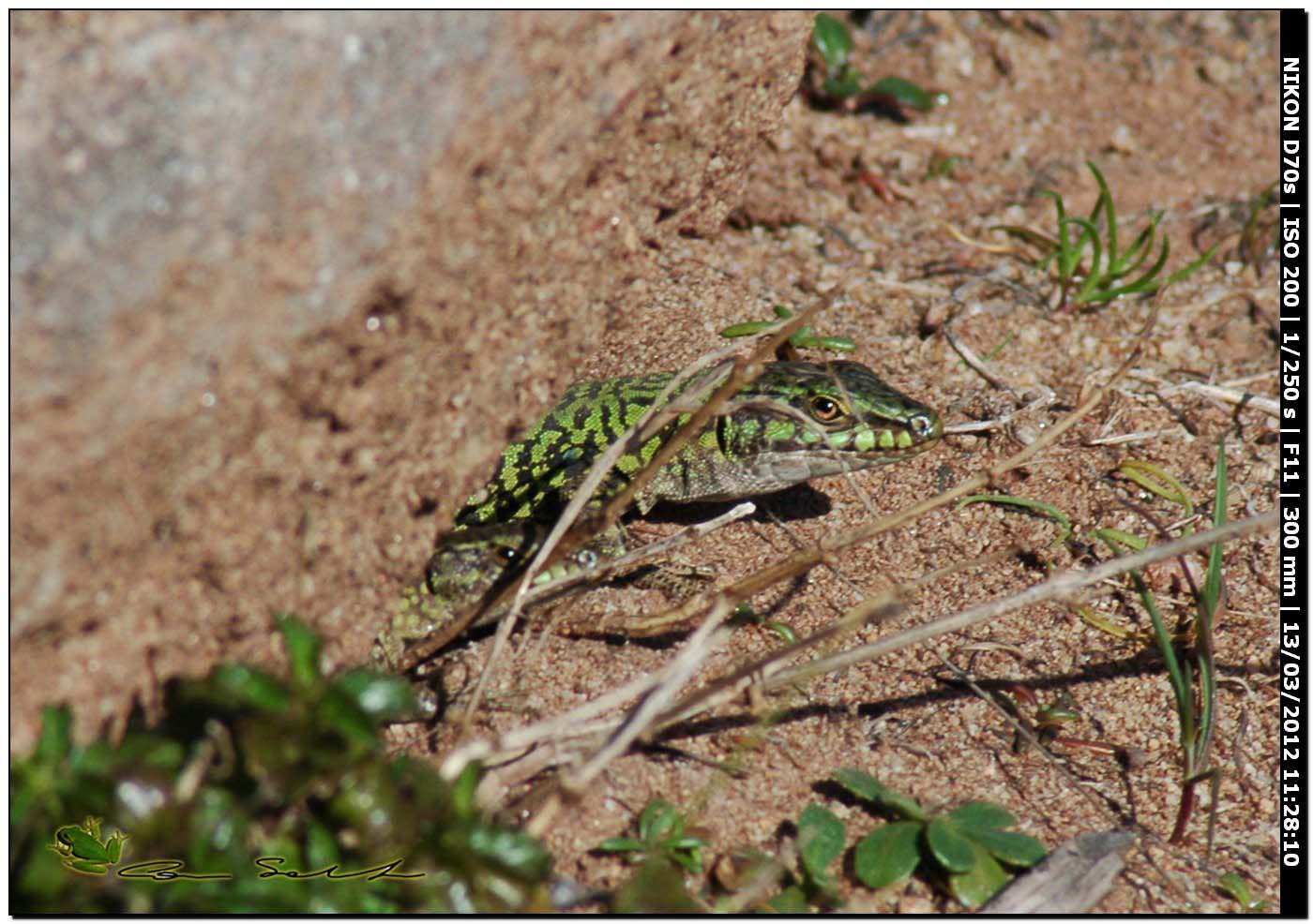 Podarcis sicula