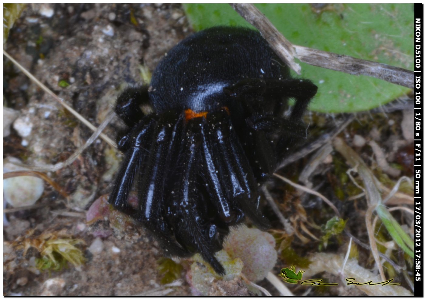 Steatoda paykulliana da Usini