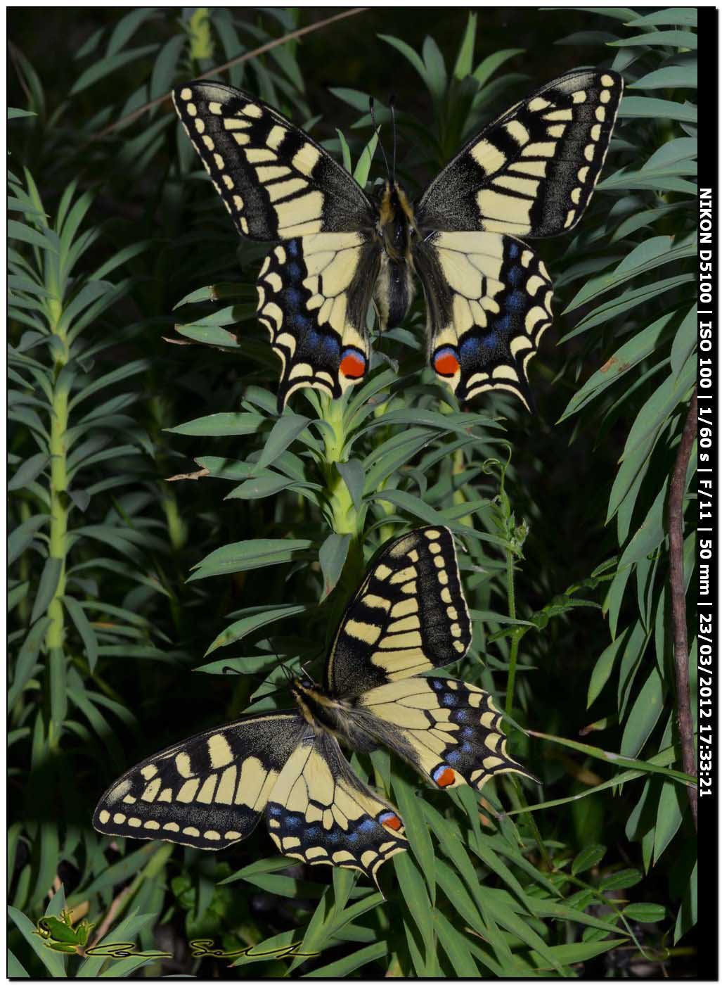 Papilio machaon