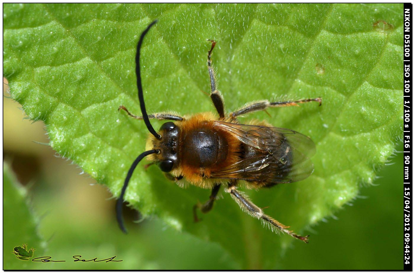 Eucera sp. ♂