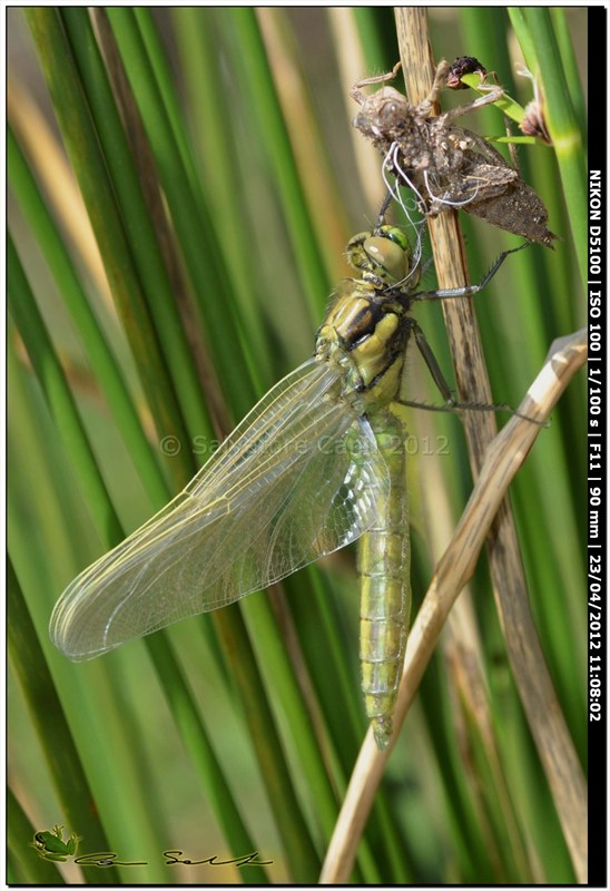 Orthetrum cancellatum, metamorfosi