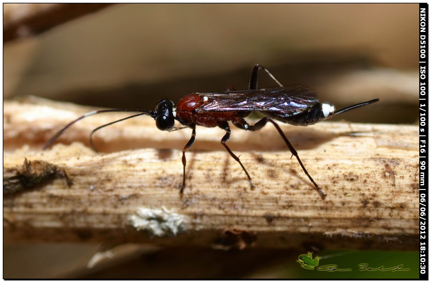 Sphecidae? o Ichneumonidae? La seconda ....