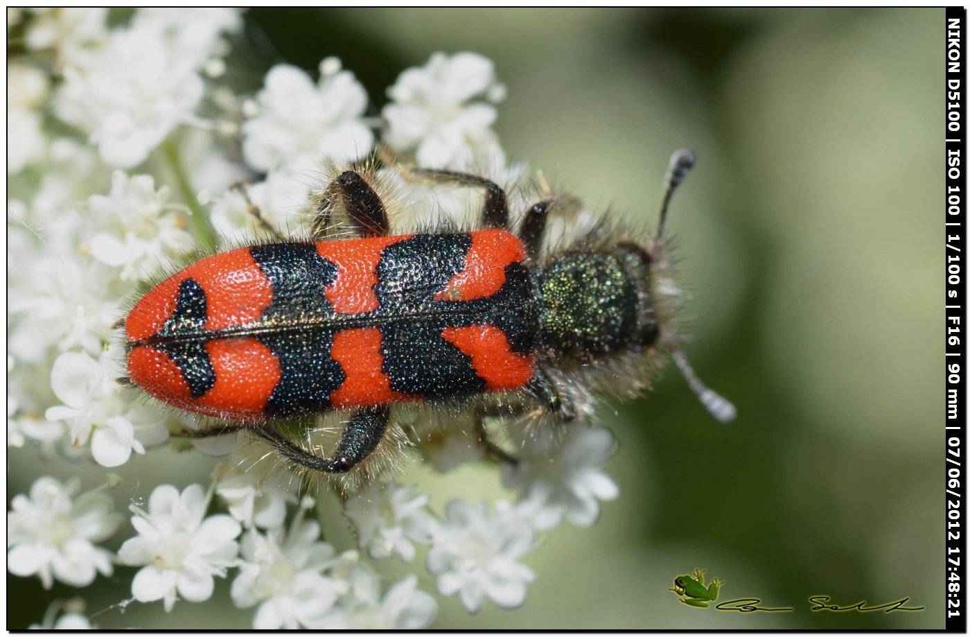 Trichodes alvearius