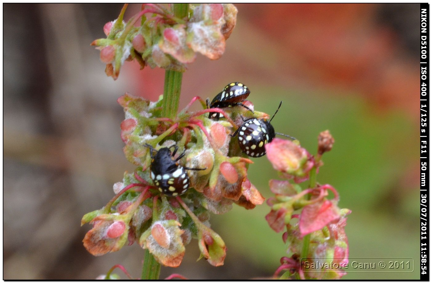 Pentatomidae: ninfe di Nezara viridula  di Sardegna (SS)