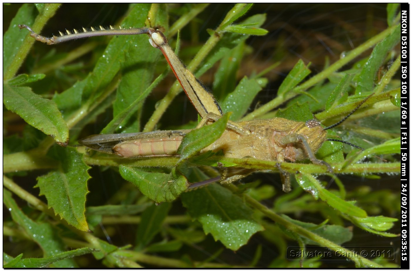 Anacridium aegyptium