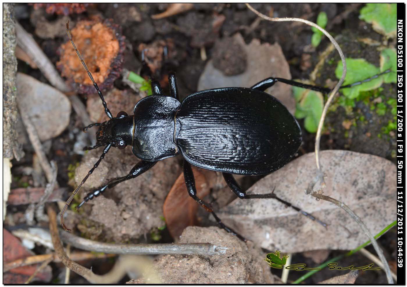 Carabus genei