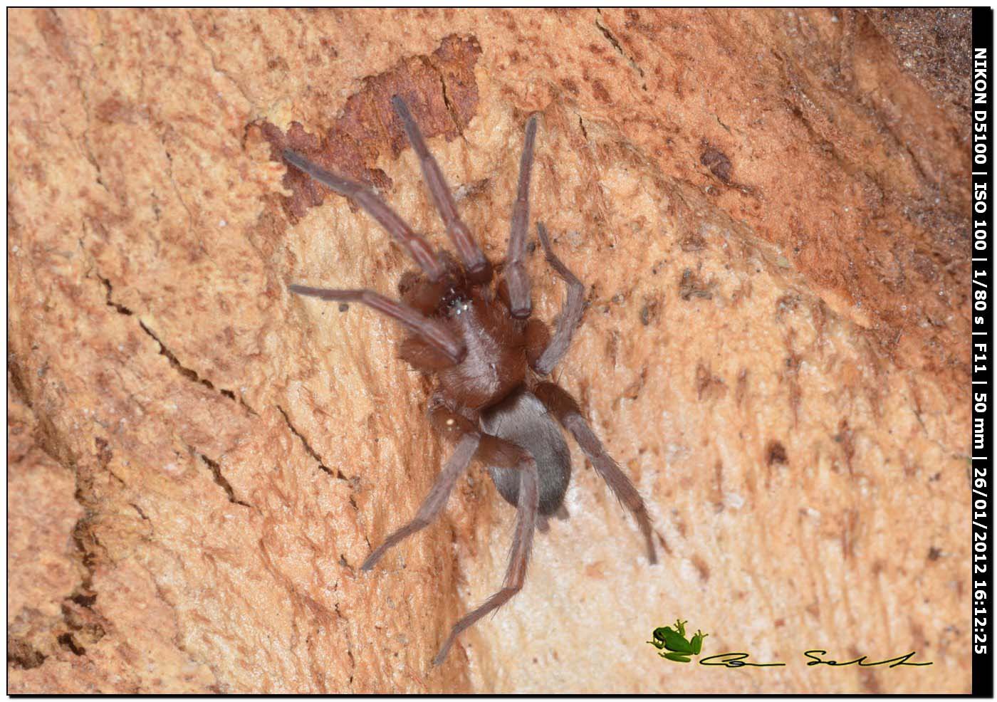 Scotophaeus sp.