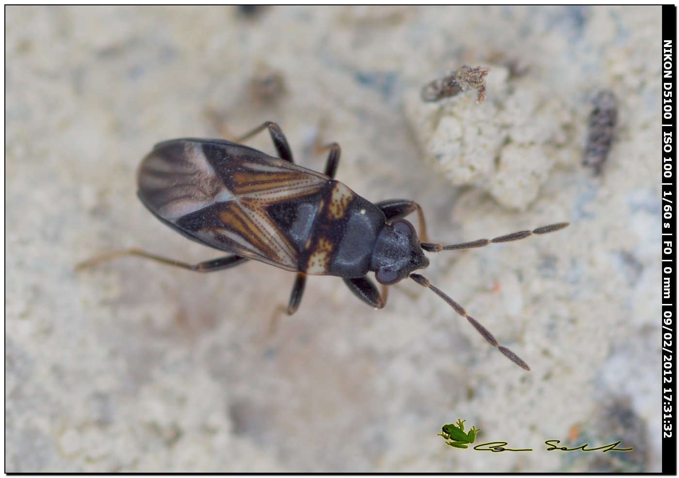 Lygaeidae: Ischnocoris punctulatus da Usini (SS)
