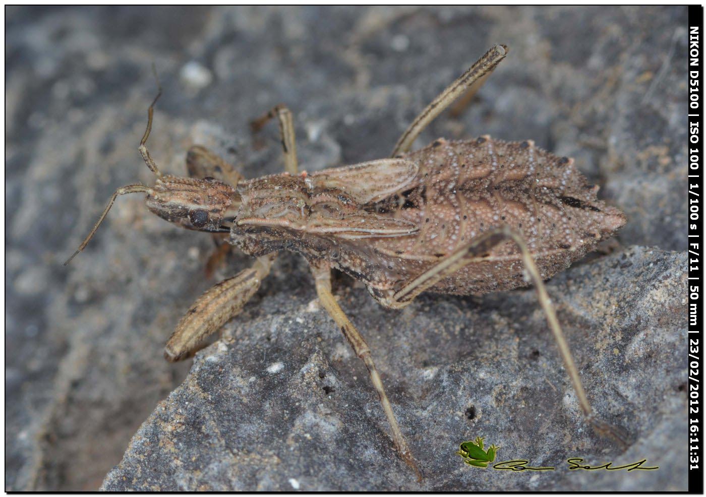 Reduviidae: ninfa di Oncocephalus sp. da Uri (Sardegna)