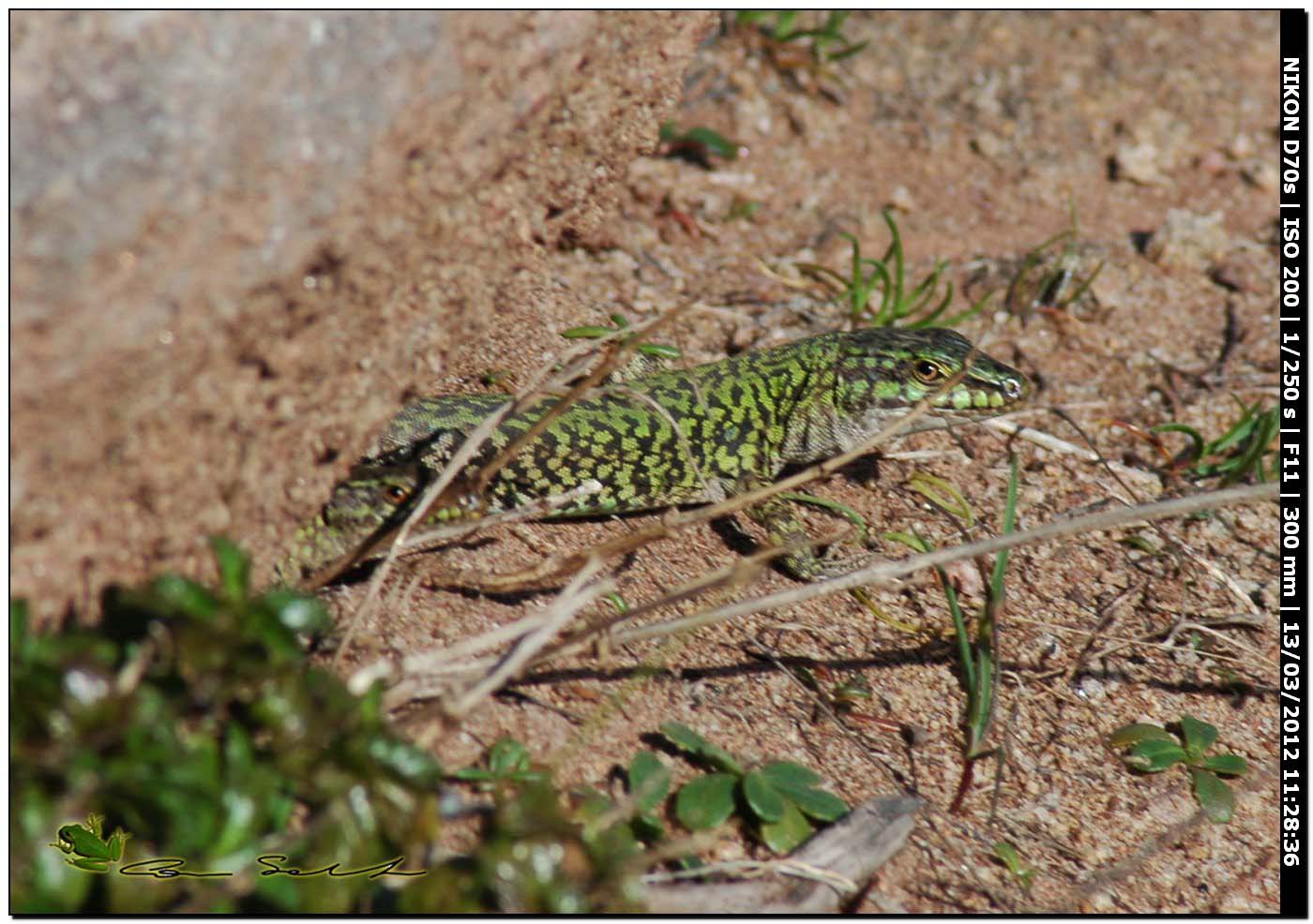 Podarcis sicula