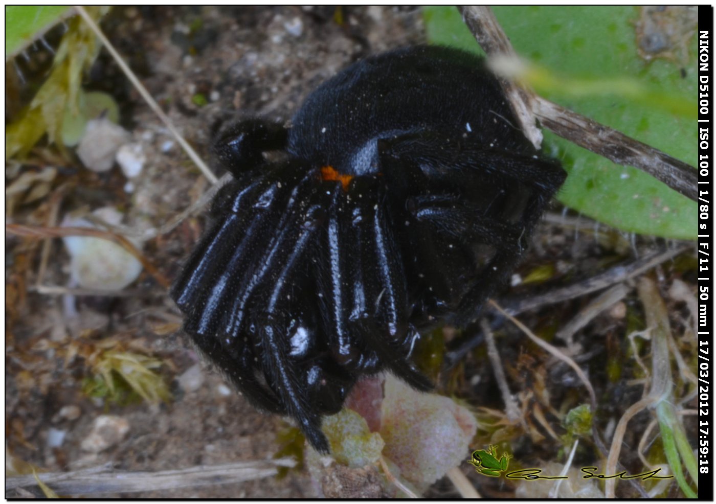 Steatoda paykulliana da Usini