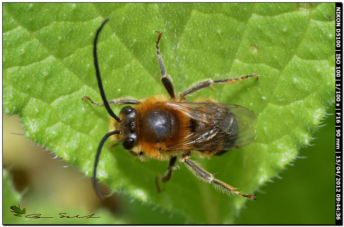 Eucera sp. ♂