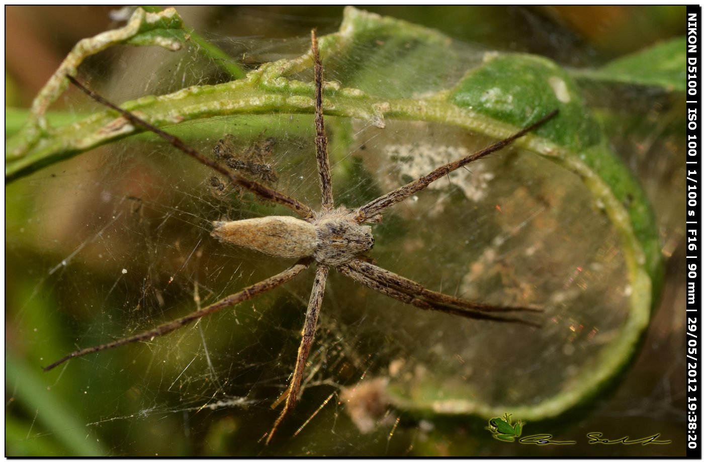 Pisaura sp.