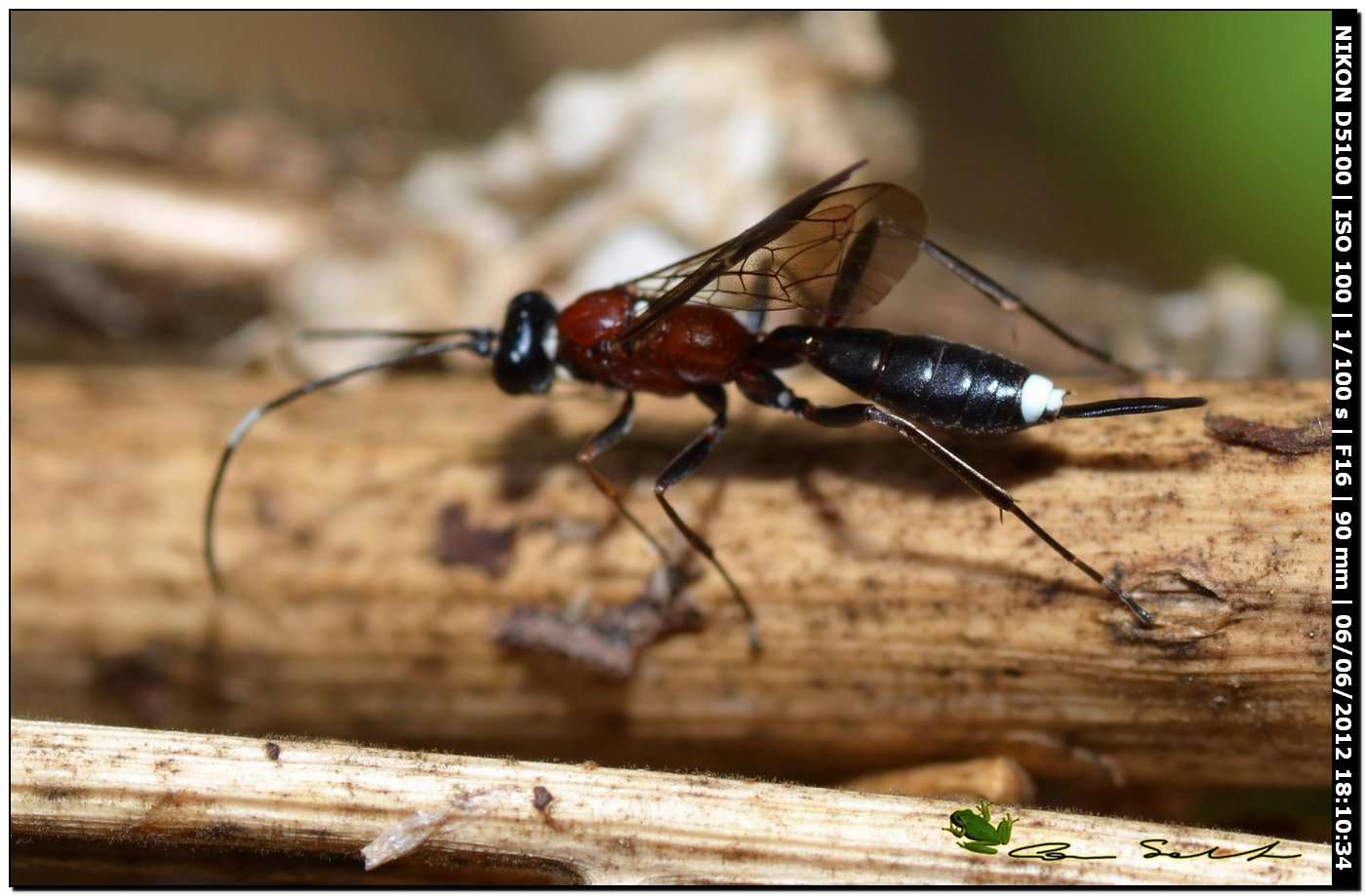 Sphecidae? o Ichneumonidae? La seconda ....