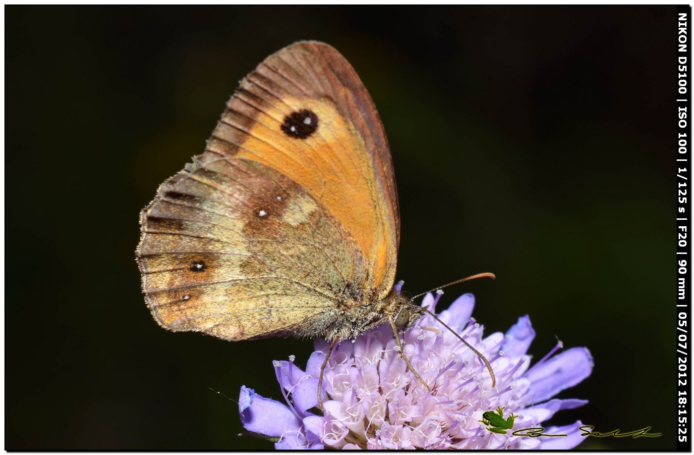 Nymphalidae Satyrinae da id.