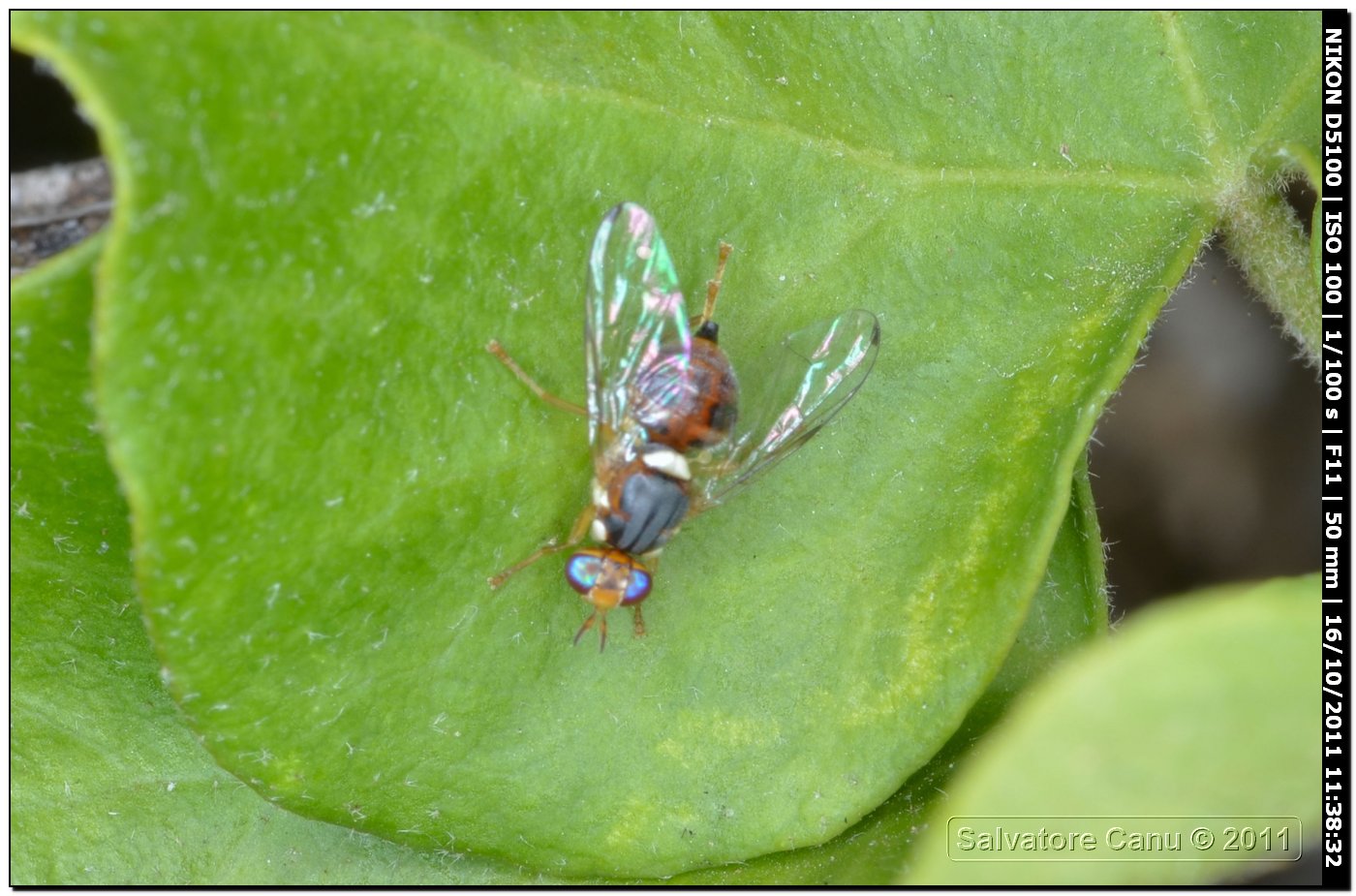 Bactrocera oleae (Tephritidae)