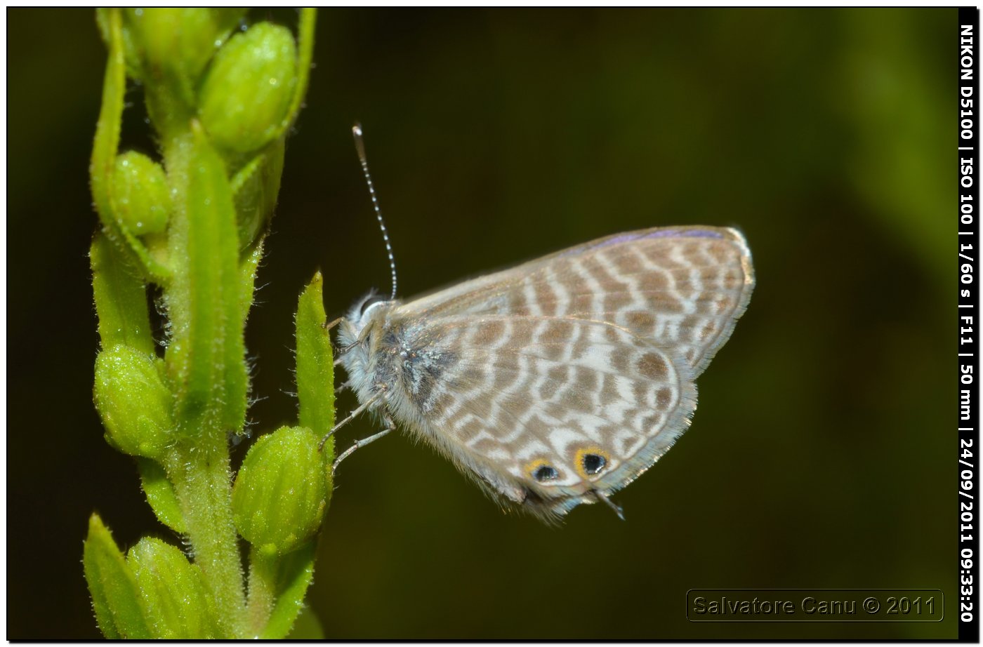 Leptotes pirithous