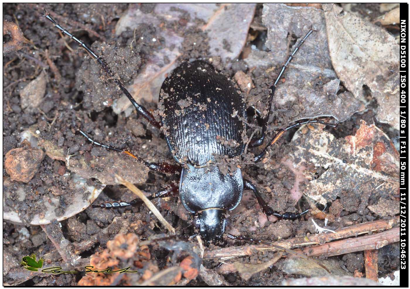 Carabus genei