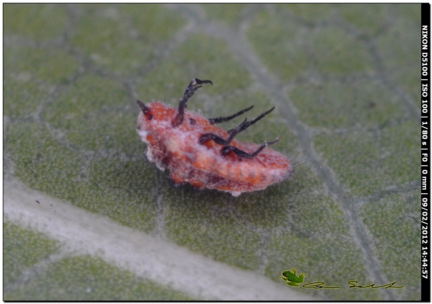 su foglia di pitosforo (Cocciniglia?)