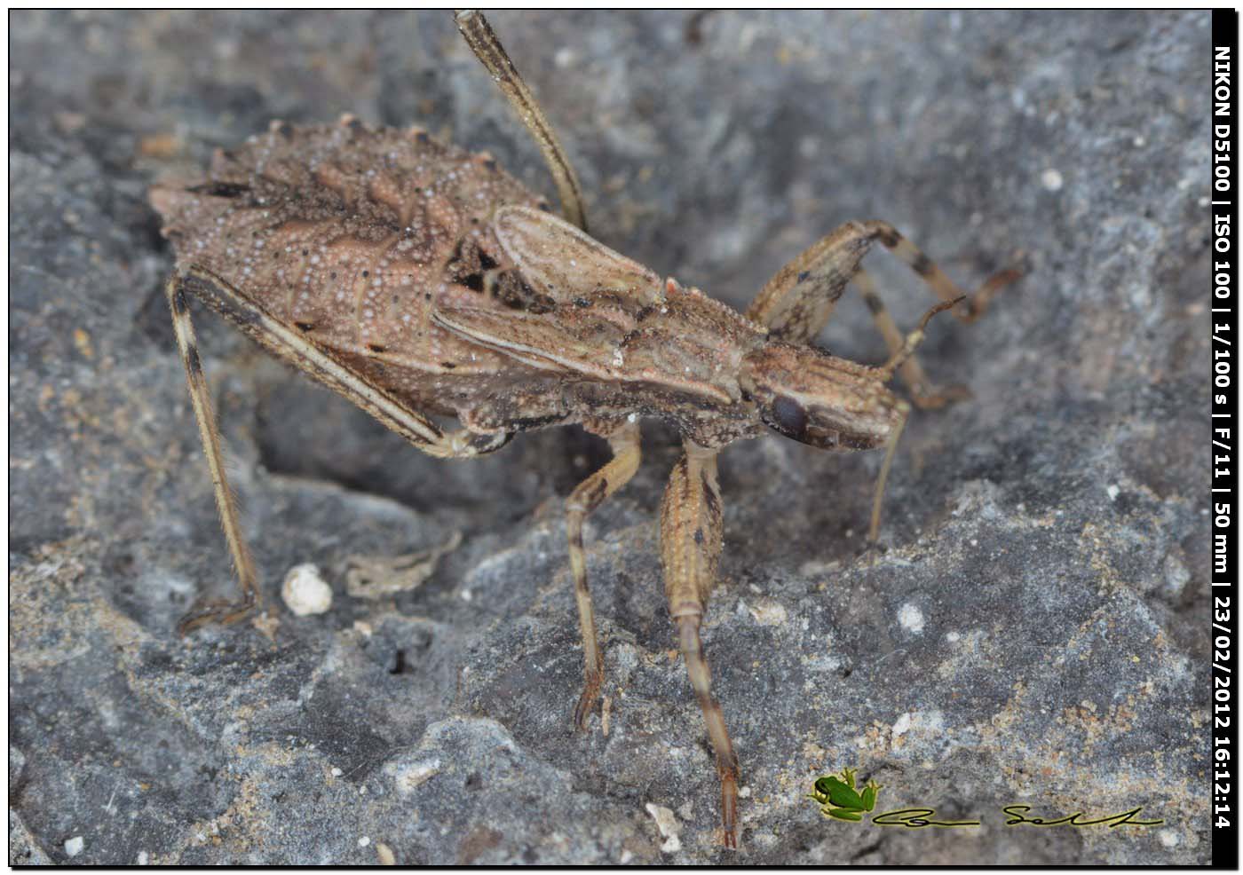 Reduviidae: ninfa di Oncocephalus sp. da Uri (Sardegna)