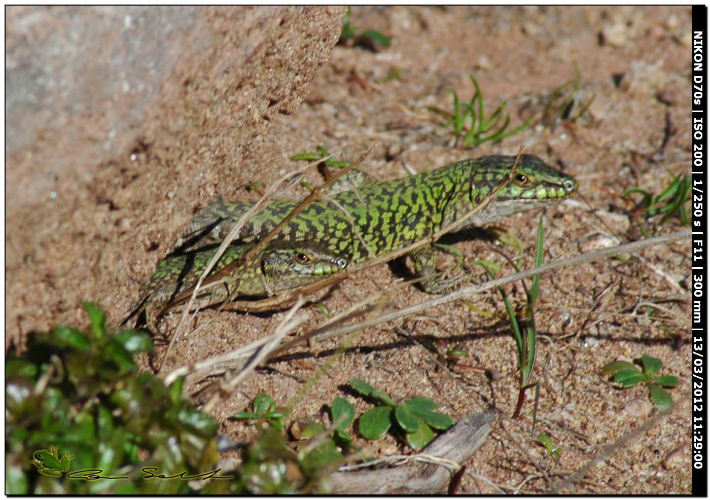 Podarcis sicula