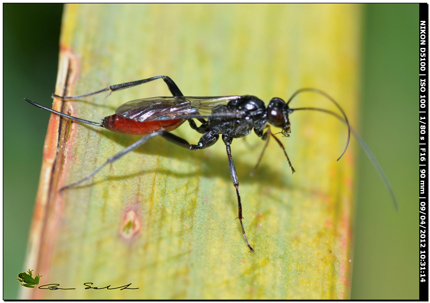 Ichneumonidae? da Usini