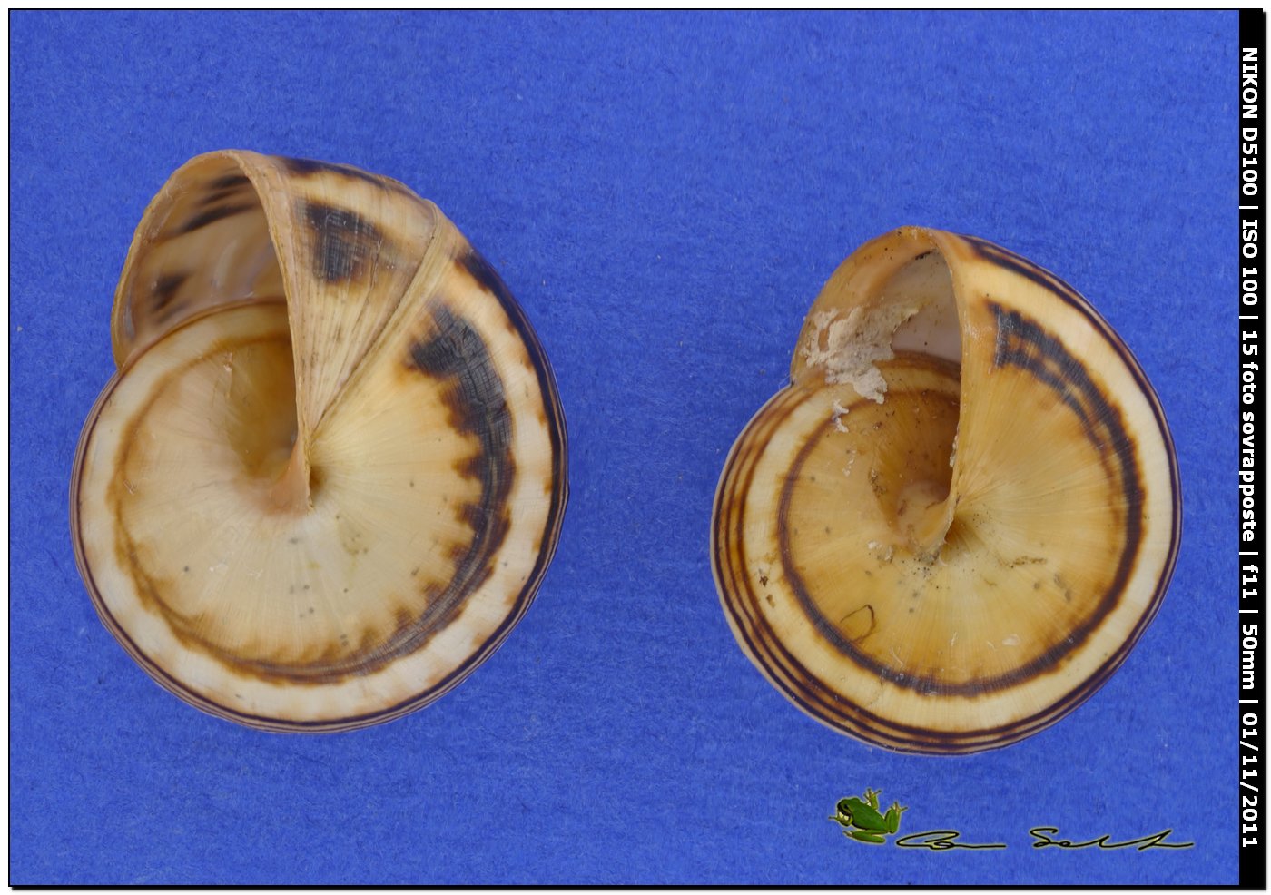 Theba pisana