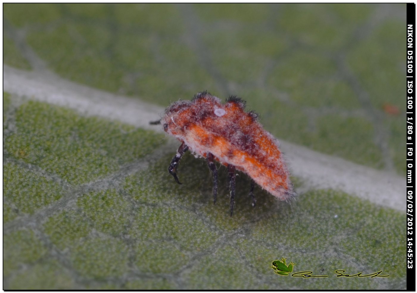 su foglia di pitosforo (Cocciniglia?)