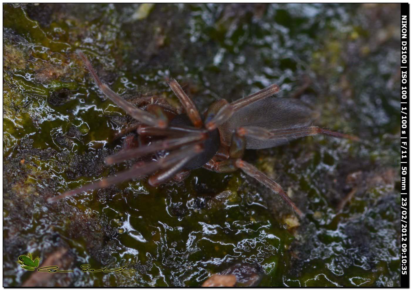 Dysderidae