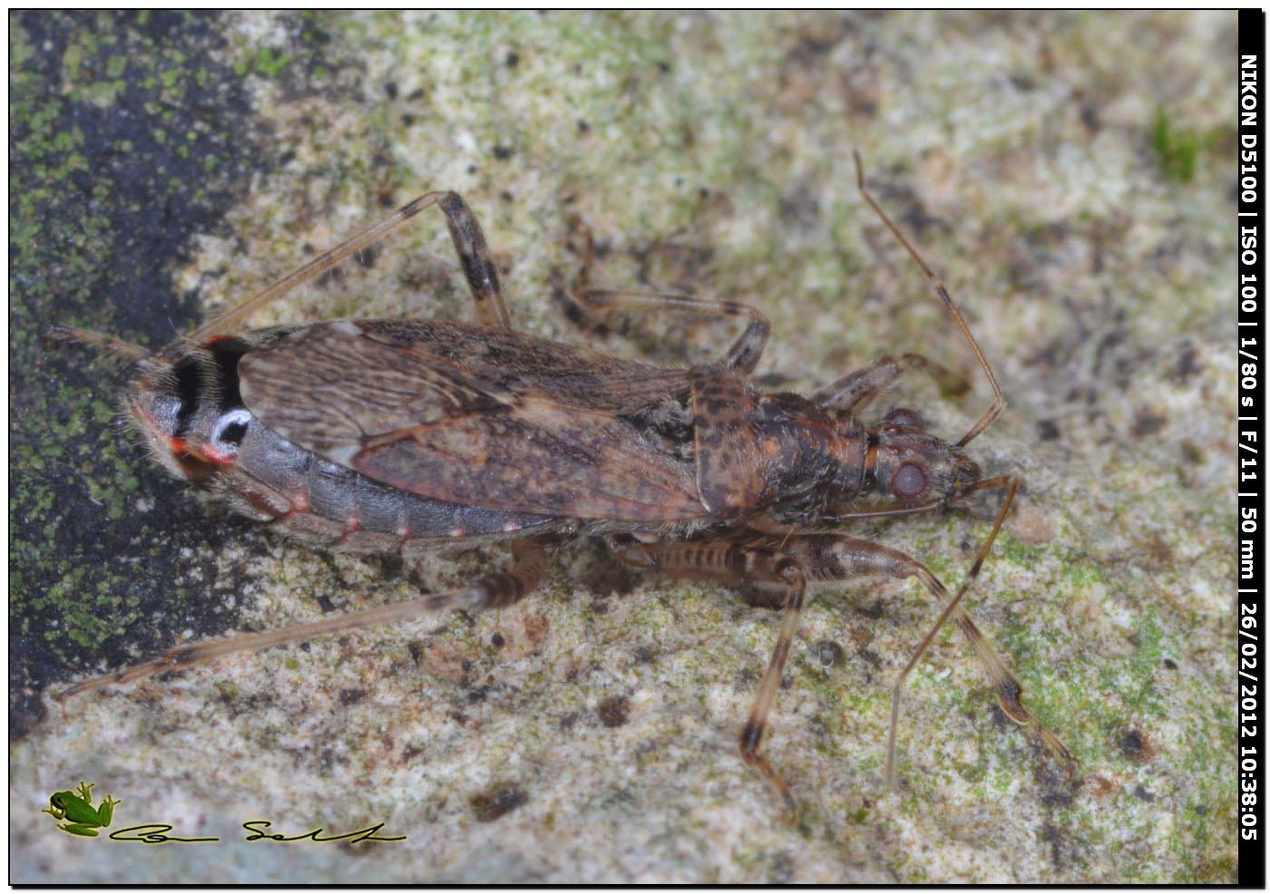 Nabidae: Himacerus (Aptus) mirmicoides di Sardegna: Usini