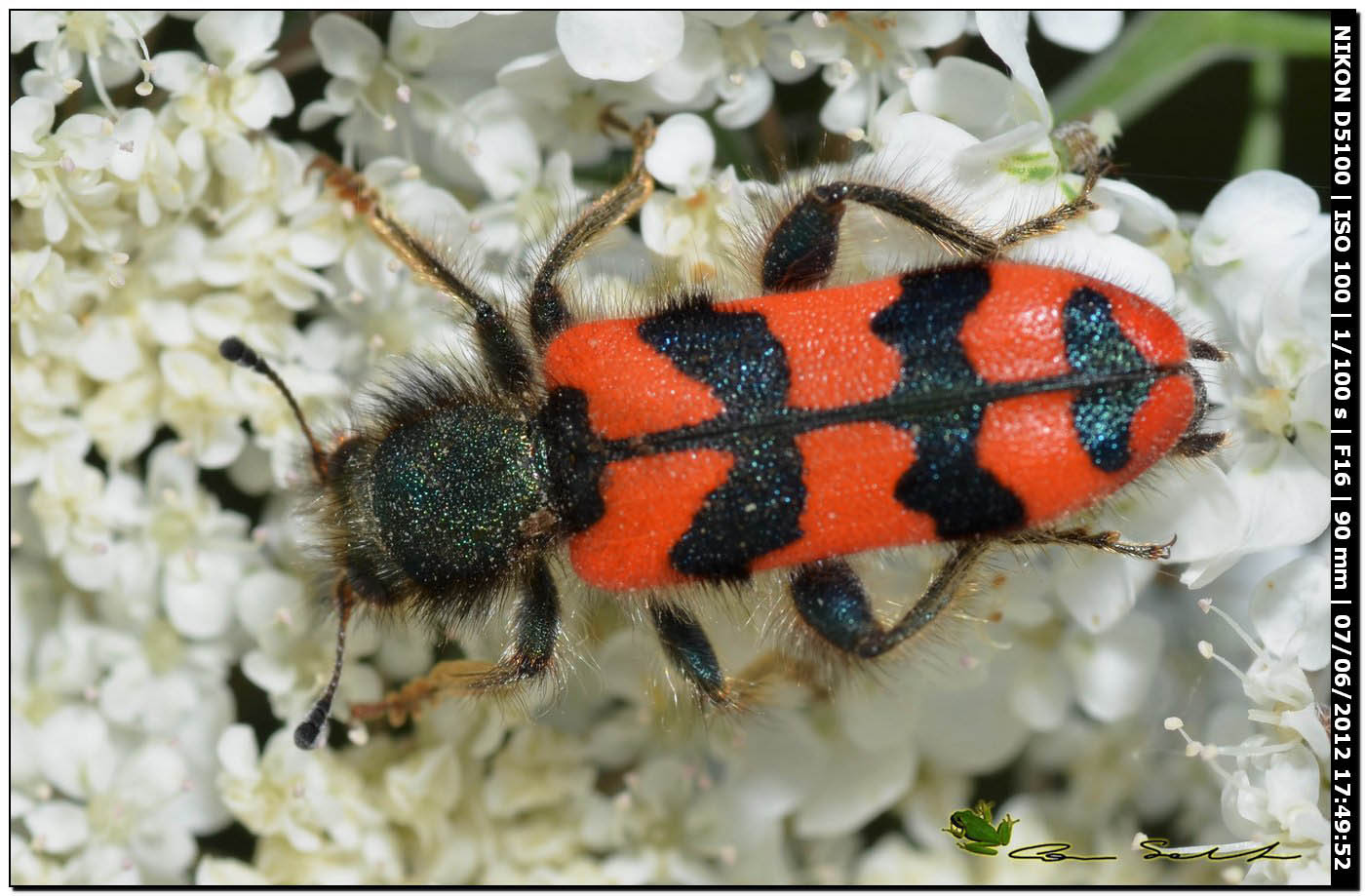 Trichodes alvearius