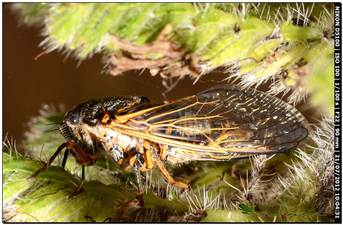 Cicadidae: Tibicina sp. della Sardegna