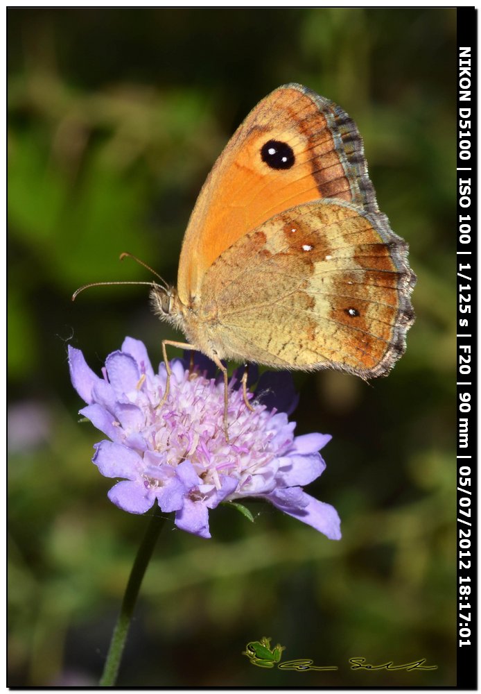 Nymphalidae Satyrinae da id.