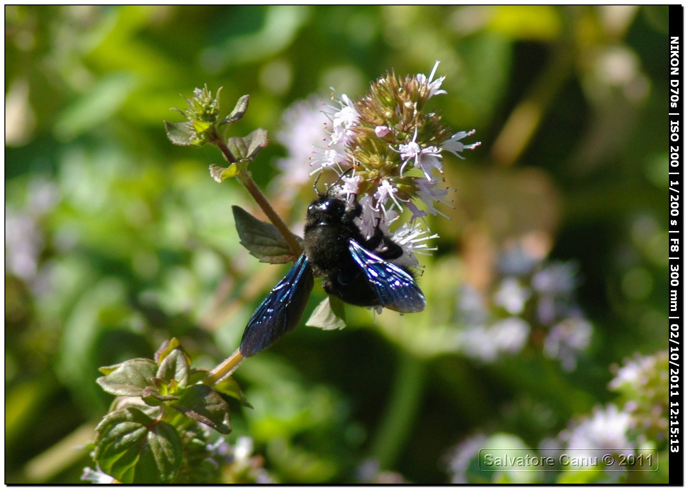 Xylocopa violacea ♂ (Apidae)