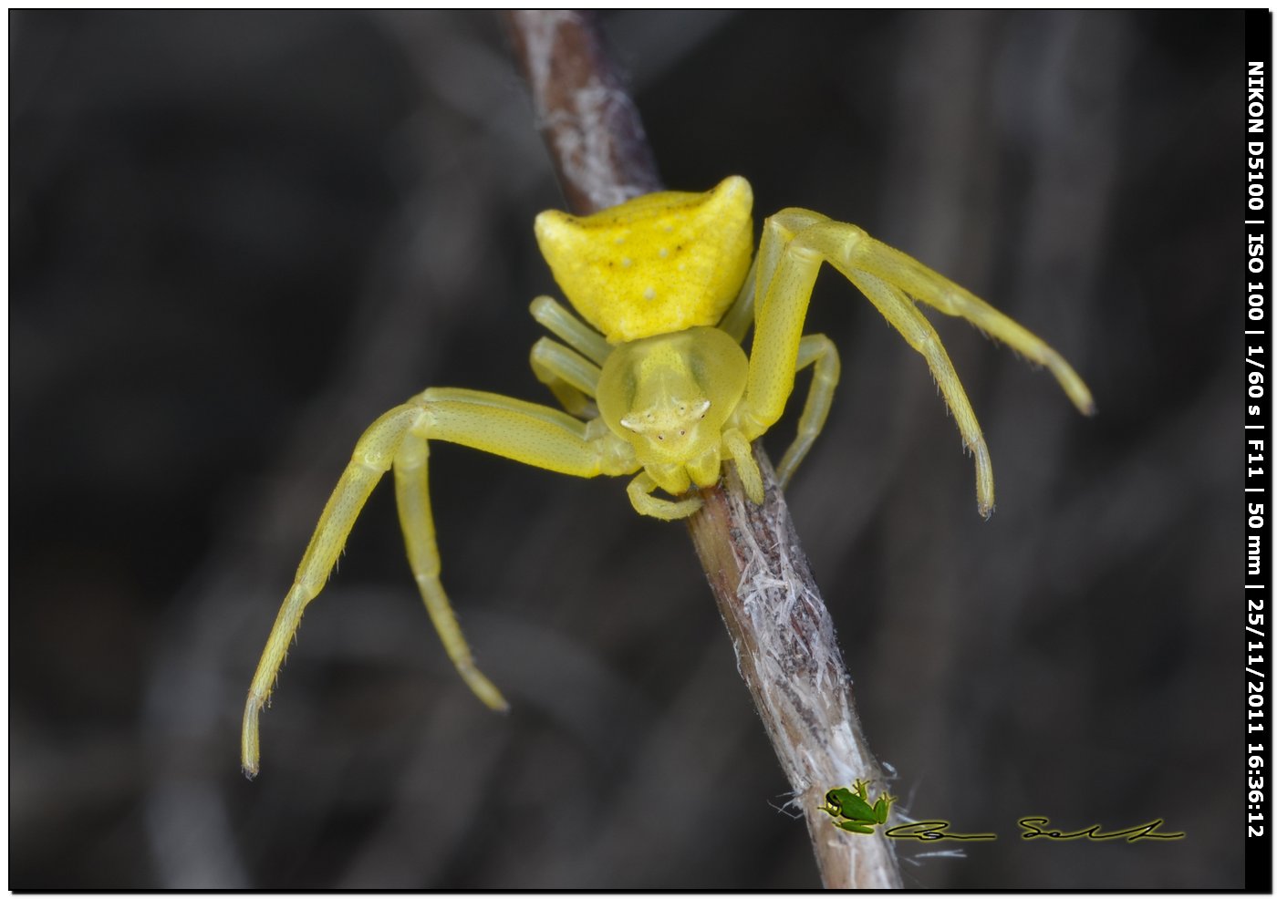 Thomisus onustus