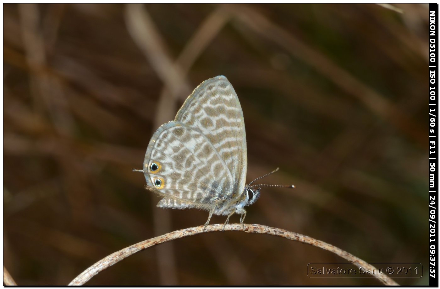 Leptotes pirithous