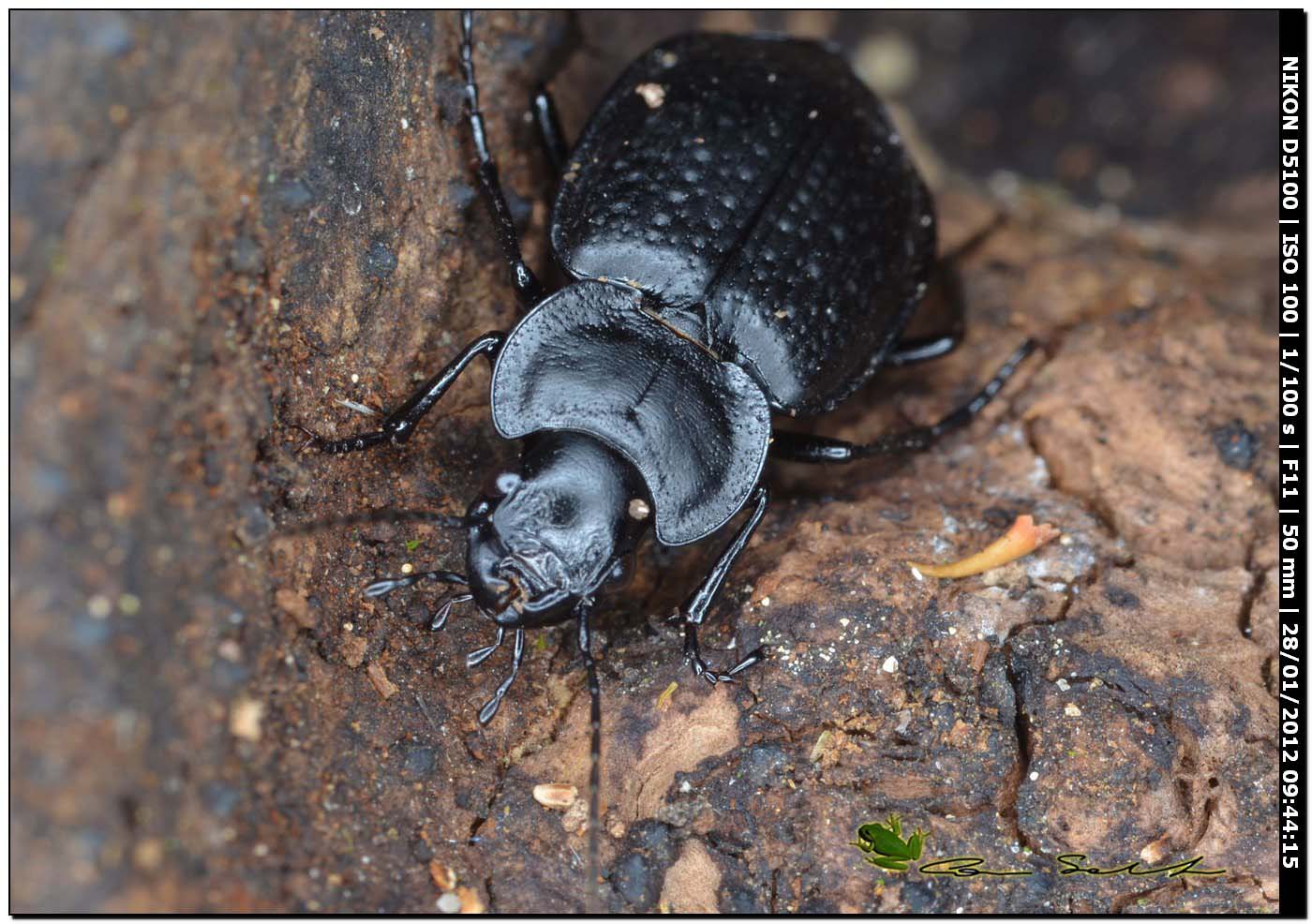 Licinus punctatulus (Carabidae)