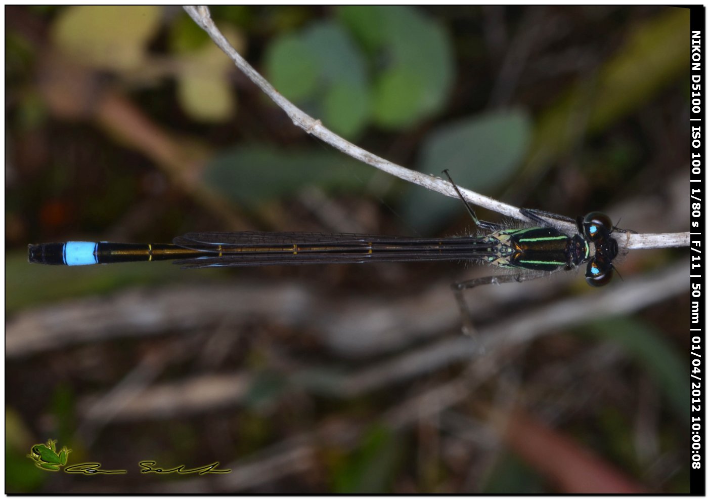 Ischnura genei, la stagione  iniziata