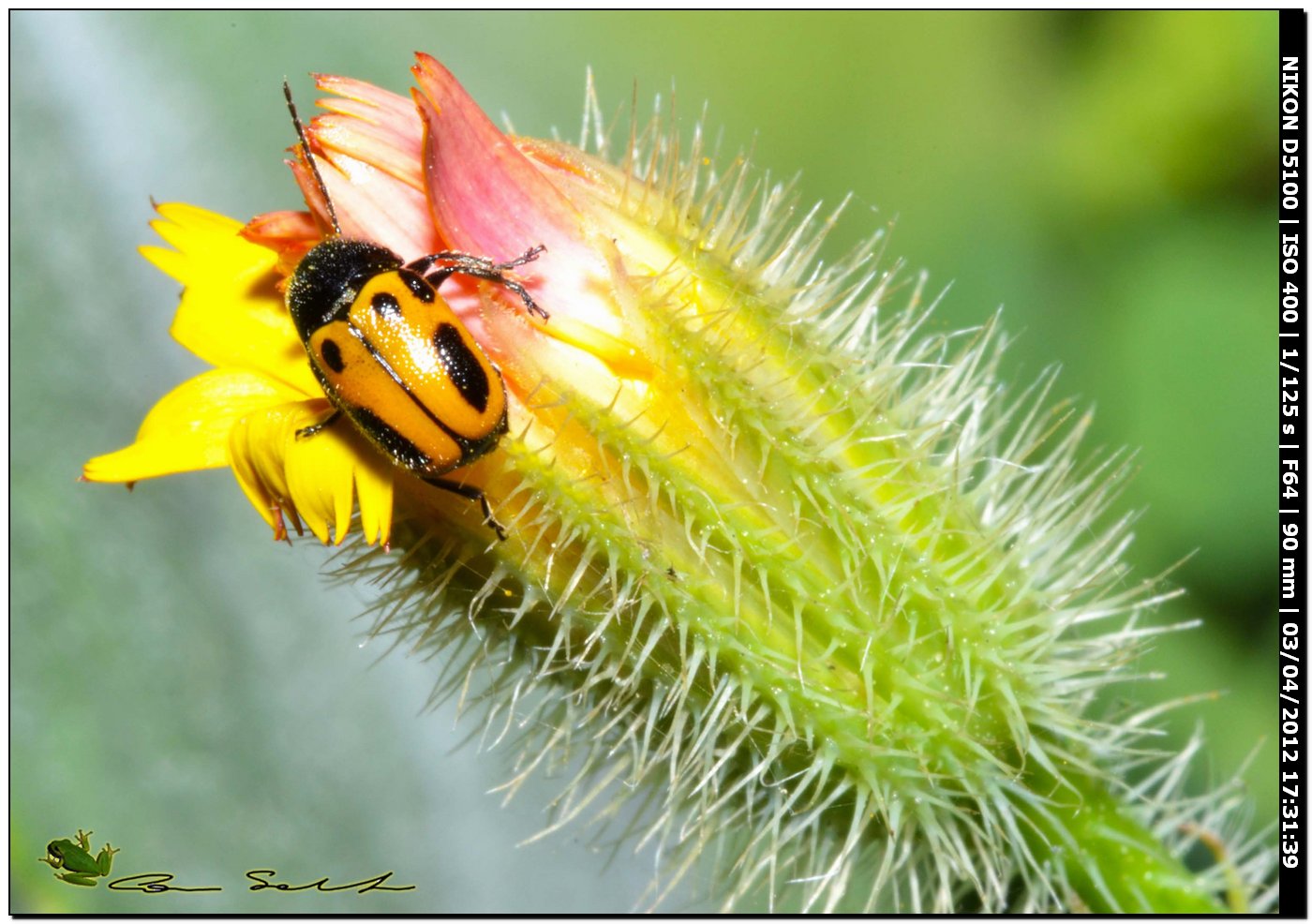 Cryptocephalus rugicollis, Chrysomelidae