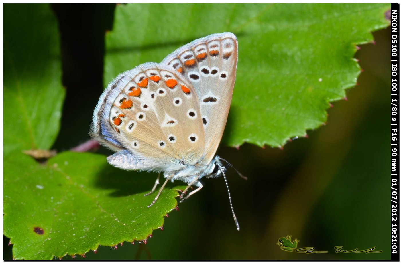 Polyommatus celina