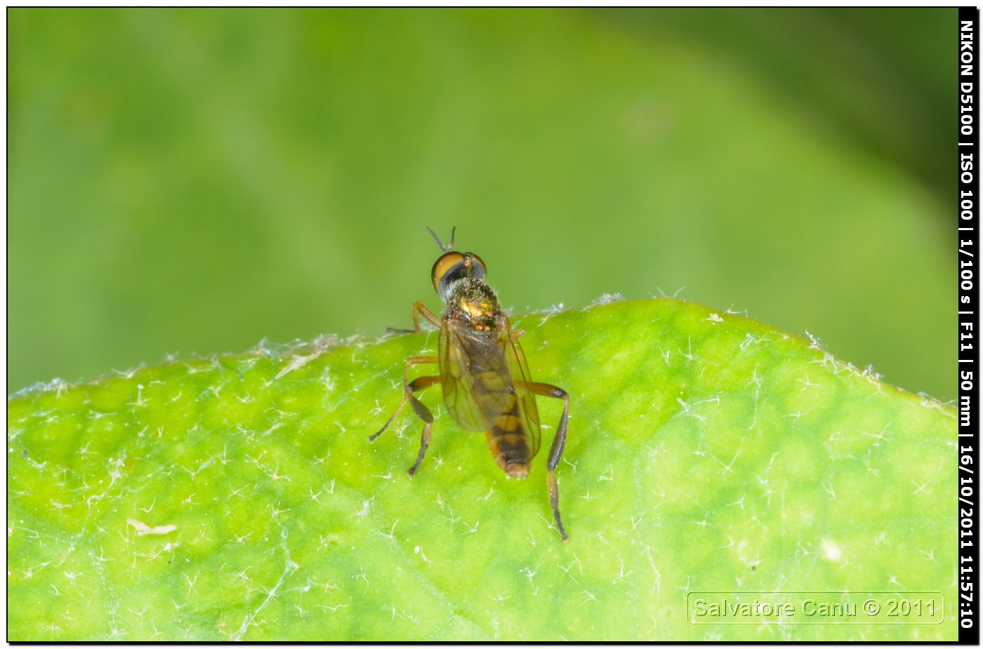 Chorisops sp.