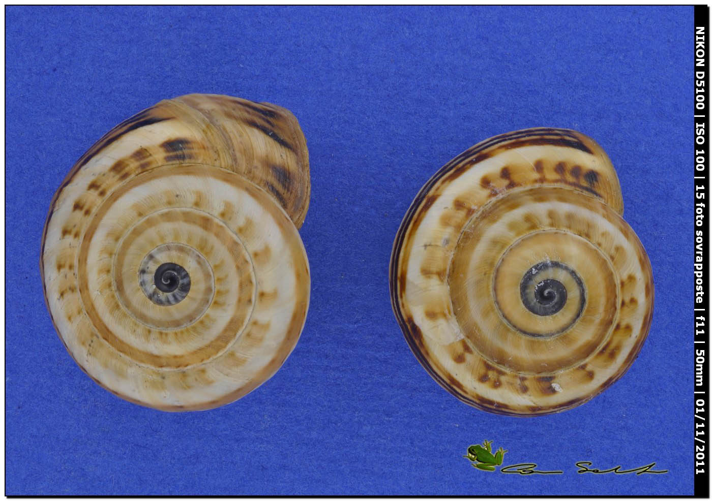 Theba pisana