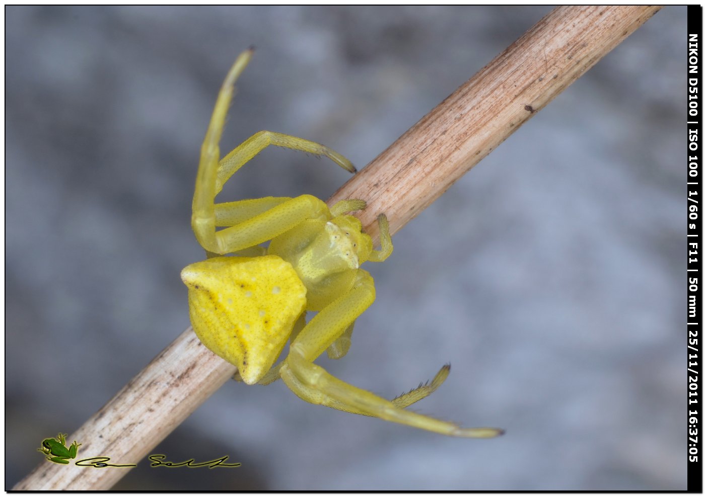 Thomisus onustus