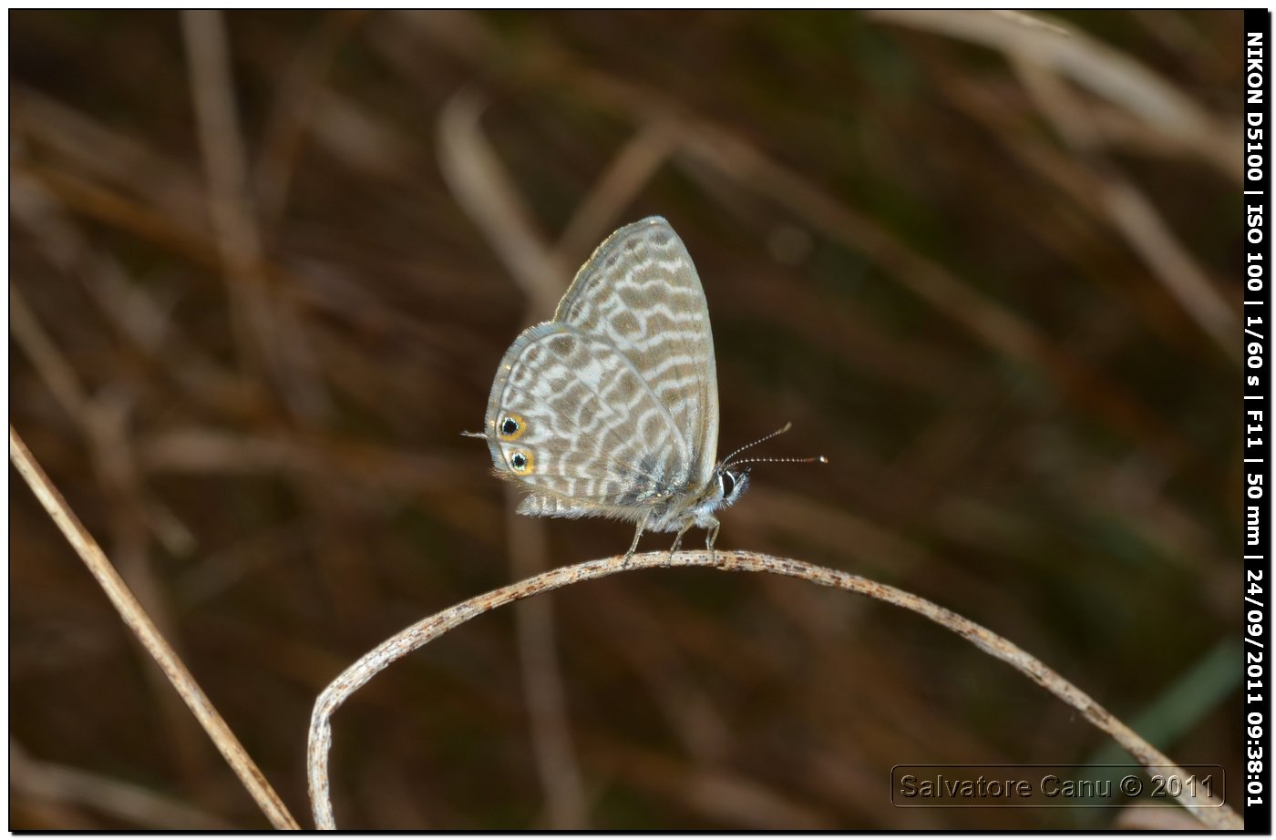 Leptotes pirithous