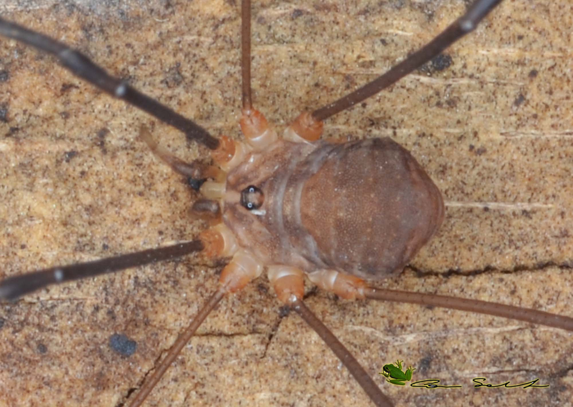 opilione sardo zampe lunghe: Nelima doriae ♂