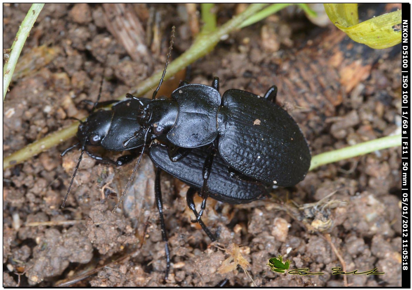 Licinus punctatulus